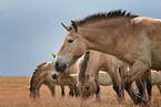 Asian Wild Horses