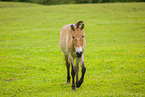 Asian wild horse