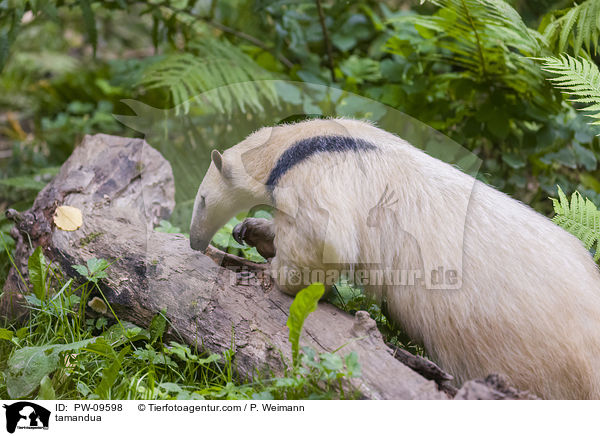 tamandua / PW-09598