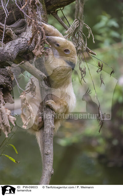 Kleiner Ameisenbr / tamandua / PW-09603