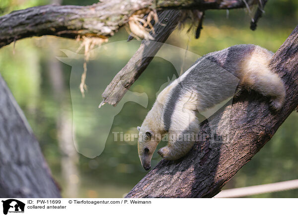 collared anteater / PW-11699