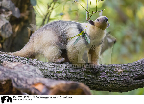 Tamandua / collared anteater / PW-11750