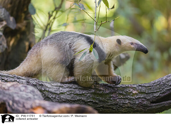 collared anteater / PW-11751