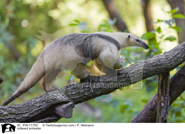 collared anteater / PW-11752