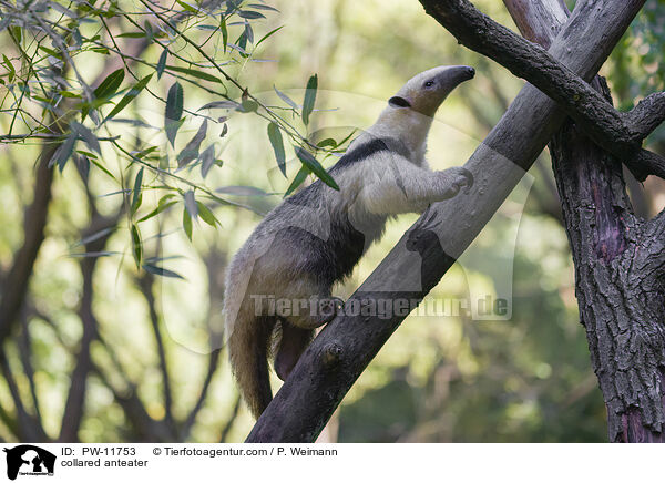 Tamandua / collared anteater / PW-11753