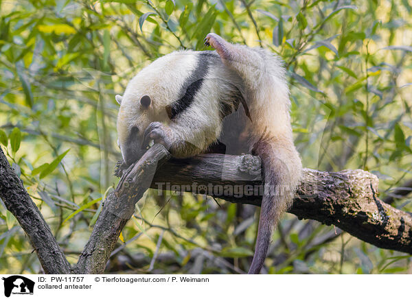 Tamandua / collared anteater / PW-11757