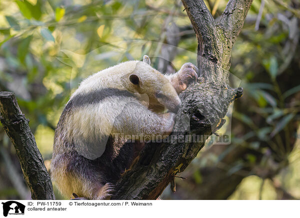 collared anteater / PW-11759