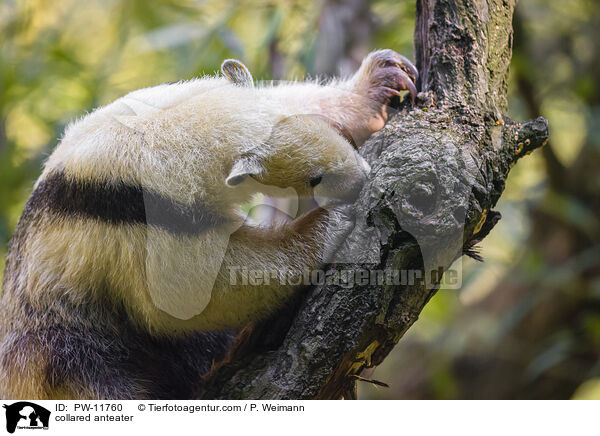 collared anteater / PW-11760