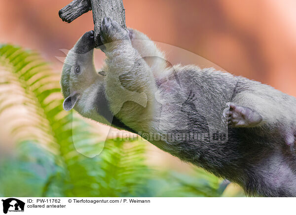 Tamandua / collared anteater / PW-11762