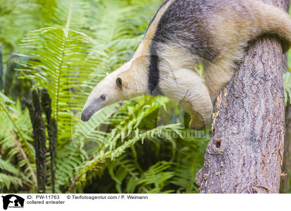 collared anteater / PW-11763