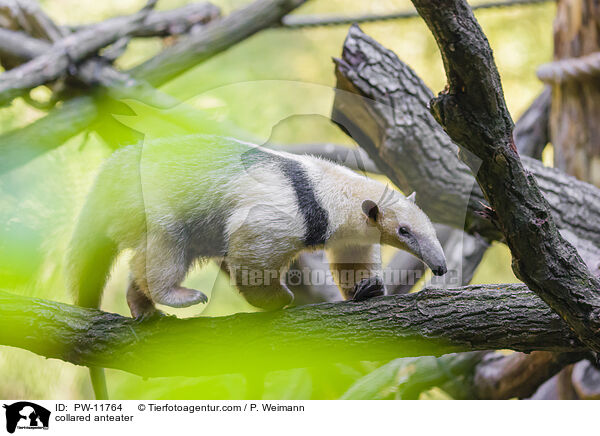 Tamandua / collared anteater / PW-11764