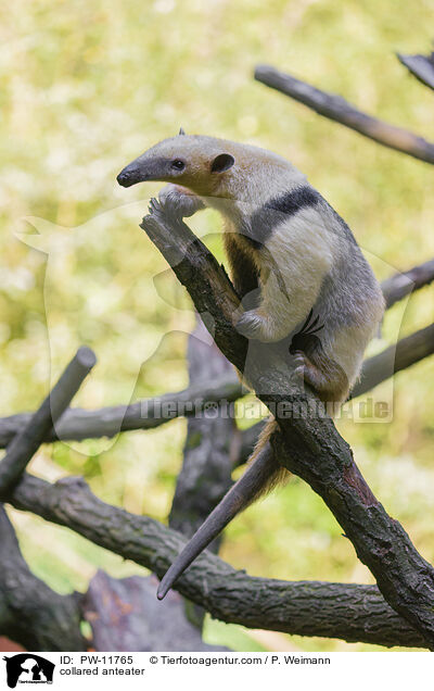 collared anteater / PW-11765