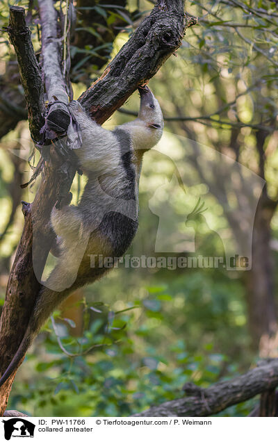 Tamandua / collared anteater / PW-11766