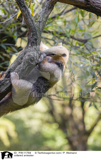 Tamandua / collared anteater / PW-11768