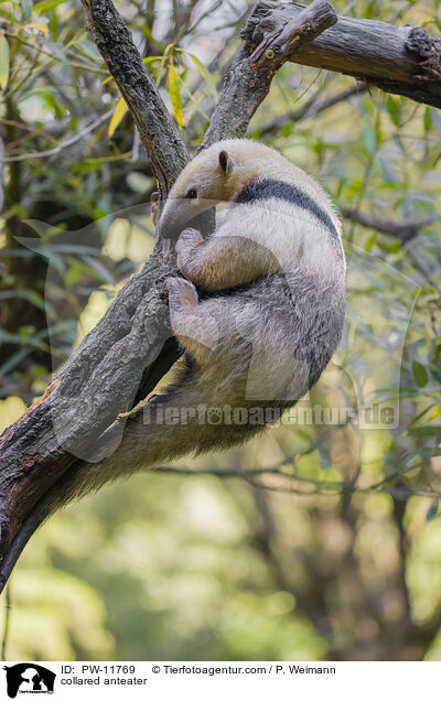 collared anteater / PW-11769
