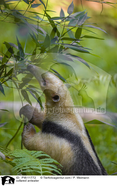 collared anteater / PW-11772