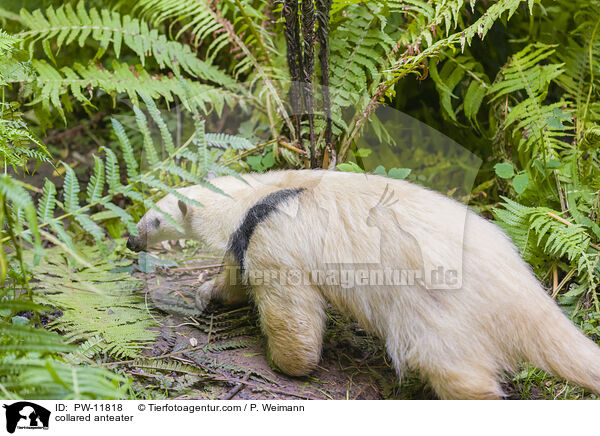 collared anteater / PW-11818