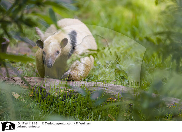 Tamandua / collared anteater / PW-11819