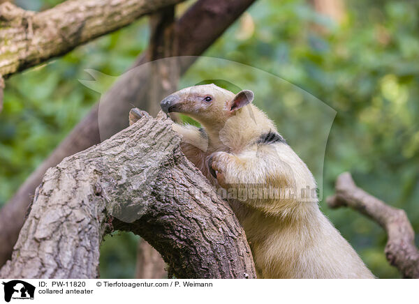 collared anteater / PW-11820