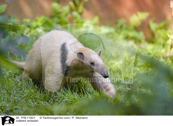 collared anteater / PW-11821
