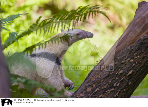 collared anteater / PW-11822
