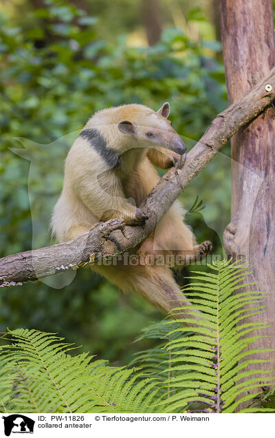 Tamandua / collared anteater / PW-11826