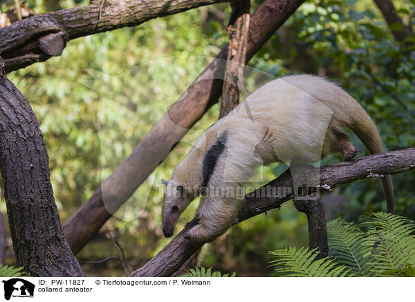 collared anteater / PW-11827