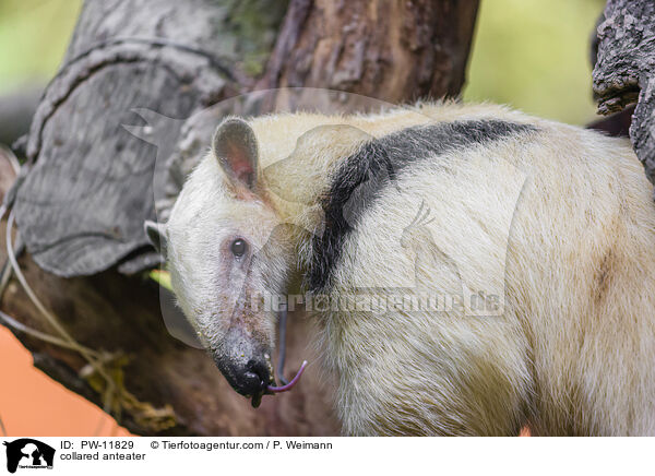 Tamandua / collared anteater / PW-11829