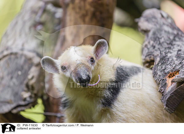 collared anteater / PW-11830