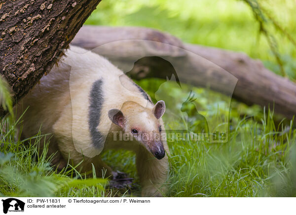 collared anteater / PW-11831