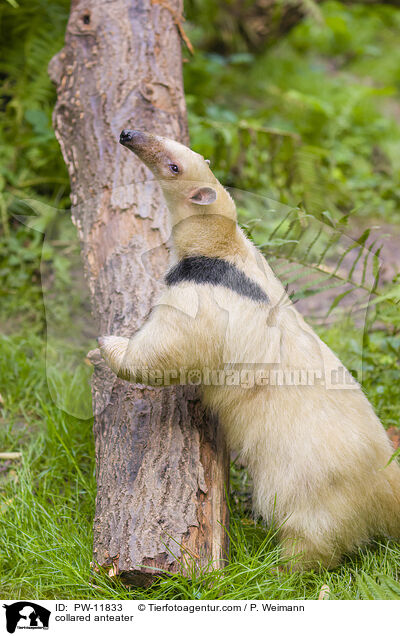 Tamandua / collared anteater / PW-11833