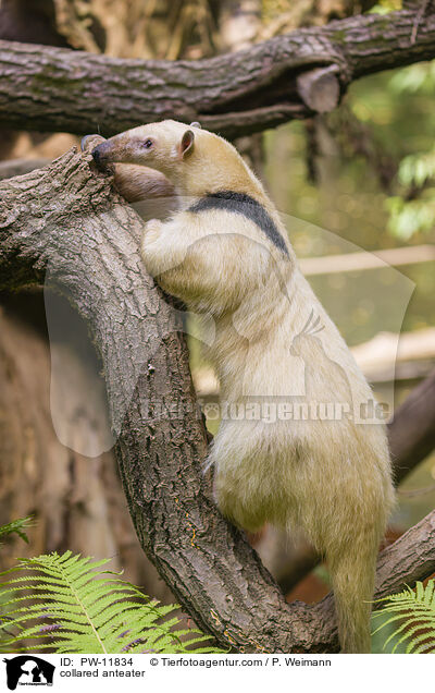 collared anteater / PW-11834
