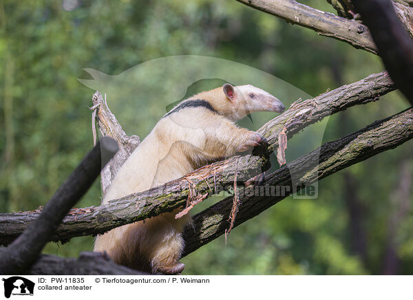Tamandua / collared anteater / PW-11835