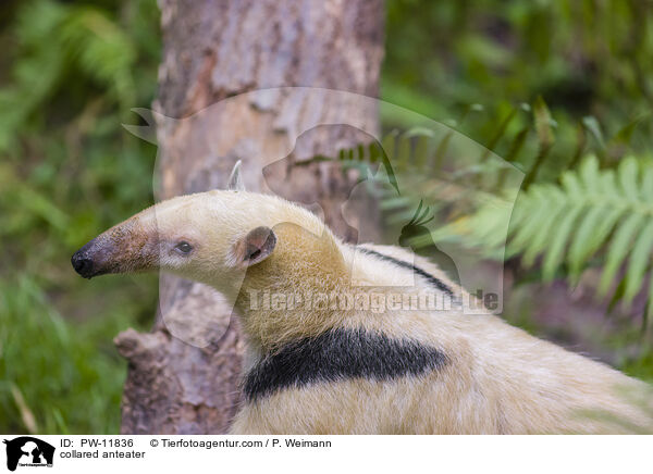Tamandua / collared anteater / PW-11836