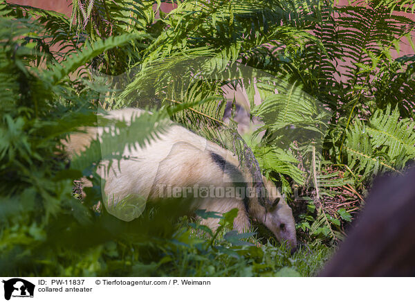 Tamandua / collared anteater / PW-11837