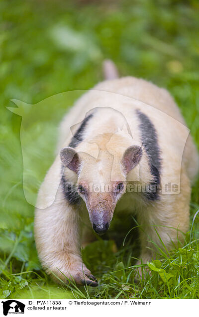 collared anteater / PW-11838