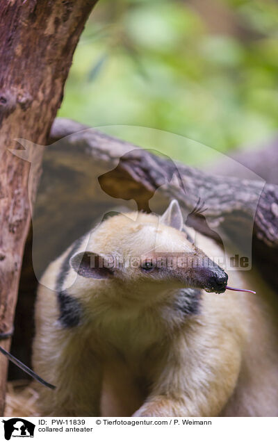 collared anteater / PW-11839