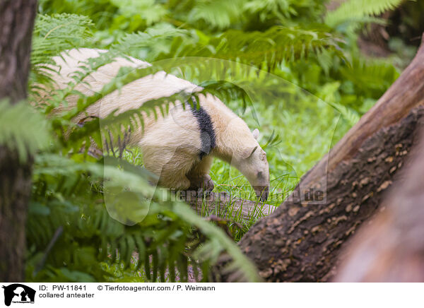 Tamandua / collared anteater / PW-11841