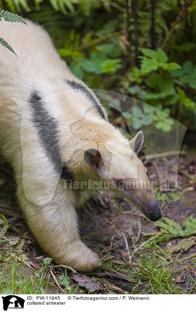collared anteater / PW-11845