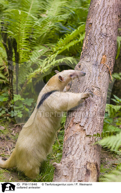 Tamandua / collared anteater / PW-11846