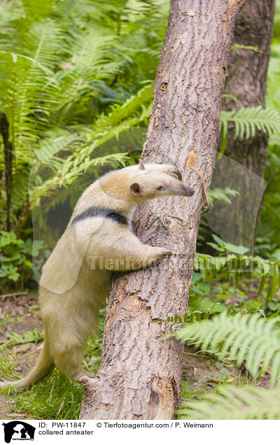 collared anteater / PW-11847