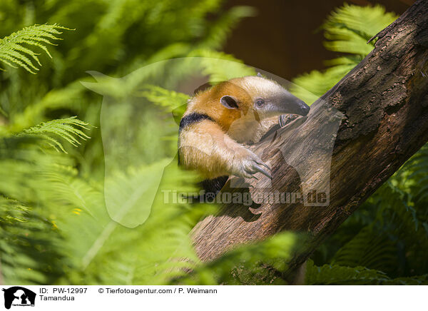 Tamandua / PW-12997