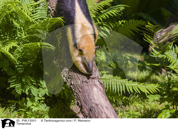 Tamandua / Tamandua / PW-13001