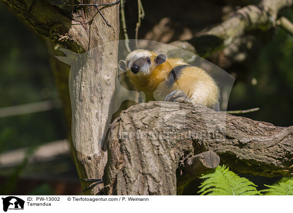 Tamandua / PW-13002