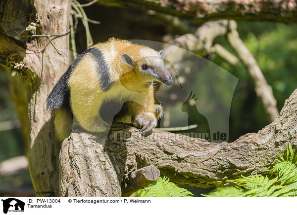 Tamandua / Tamandua / PW-13004