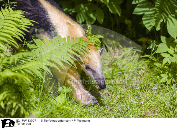 Tamandua / Tamandua / PW-13007