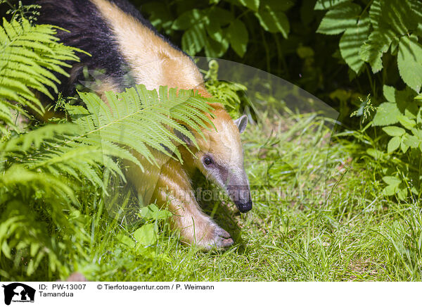 Tamandua / PW-13007