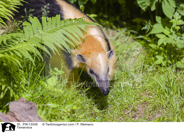 Tamandua / PW-13008