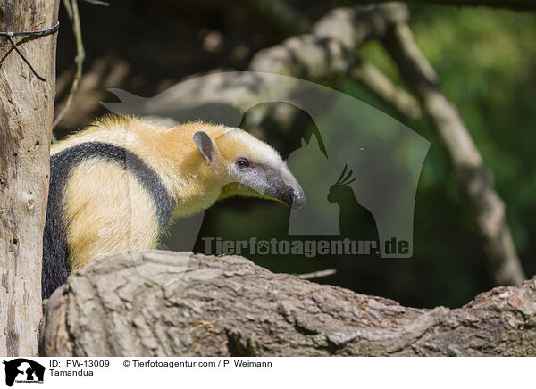 Tamandua / Tamandua / PW-13009