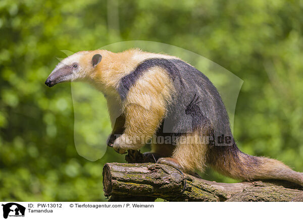 Tamandua / Tamandua / PW-13012